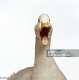 angryduck