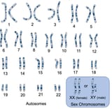 Normal-Human-Karyotype