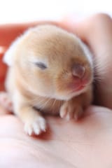 tiny japanese bunny