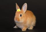 previous japanese bunny (aged, larger)