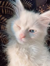Feeling amazing💜 😘 _paws_meow_kittyhouse_catspinta_