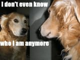 questioning dog