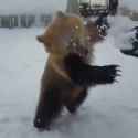 bear snow_thumb.jpg