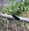 carpiller_thumb.jpg