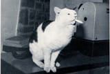 kitti
