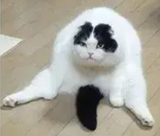 dik
