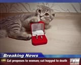 make-me-the-happiest-cat-on-earth