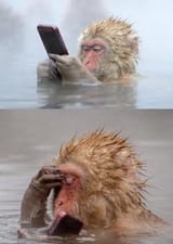 monkey-phone-facepalm-1