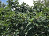 figtree