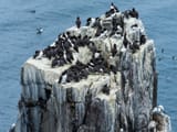 Farne-Isles-Feature-1