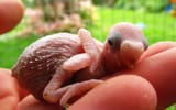 baby-budgie-1080x675