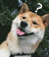 kisspng-shiba-inu-puppy-akita-dogo-argentino-dog-breed-5af2c00fd60a98.6070159715258583198767