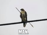 falcon