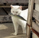 Silly kitty