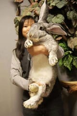 its a lassie w a big bunny