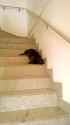 weird-cat-downstairs_thumb.jpg