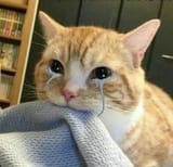 ;_;