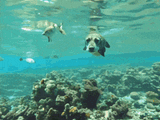 dogfish-dog