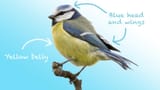 Blue_Tit