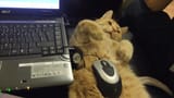 Cat Mouse Pad