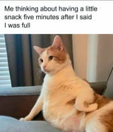 Cat snack