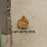 i am at my limit