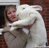 Giant bunny 5