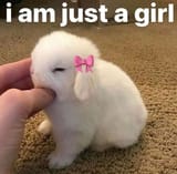 i am jst a girl bunny