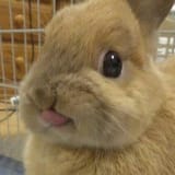 bunny tongue