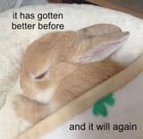 bunny3
