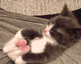 kitty stretch