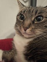 confusedcat