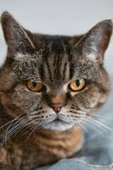 AngryCat
