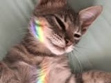lazycat