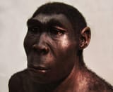 erectus2