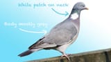 Woodpigeon
