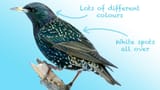 Starling