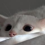 looook