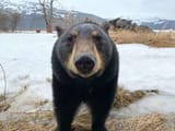 bear_stare_2