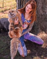 save-a-fox-ONE_86a7669b-545d-46db-ad46-ff8a402d1bfa