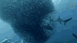 ChadShark