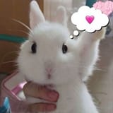 bunny heart