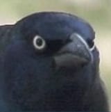 AngryBird