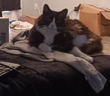 CatOnShirt