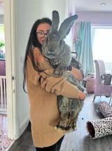 big bunny rabbit