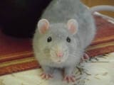 Fuzzy Boi