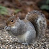 SquirrelPic
