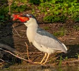 Night_Heron_breakfast