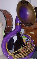 cat using the funk engine
