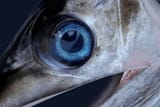 dead fish eye